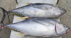 cá ngừ hàng nhập khẩu