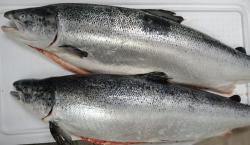 Thuỷ sản) Cá hồi tươi nguyên con nhập khẩu từ Nauy- hạ[ong Foodking /kg