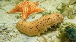 hải sâm sao  biển