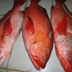 Thuỷ sản ) Cá thác hồng cô tô - (Size) kg trở lên