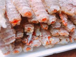 Bề bề trứng  100%- bóc nõn  / kg