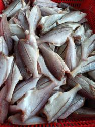 Cá Đù Một Nắng – Đặc Sản