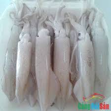 Mực ống -  tươi / kg