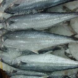 Cá thu - tươi / kg