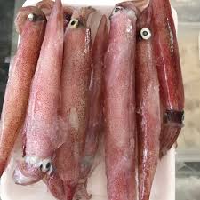 Mực ghim trứng - tươi nhập khẩu / kg