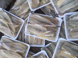 Cá mối 1 nắng / kg