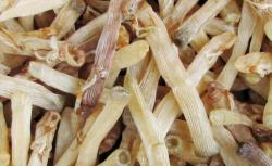 Xá sùng - khô / kg