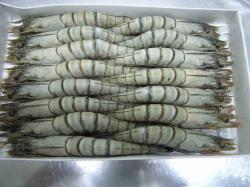 tôm sú - tươi  cấp đông - PRODUCT OF VN -siza