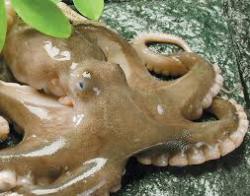 Bạch tuộc (nhập khẩu) Đóng gói /500g