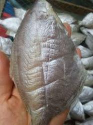 cá đội đèn 1 nắng  / kg