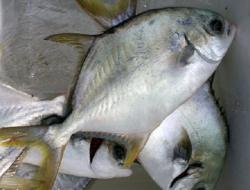 Cá chim trắng - tươi / kg