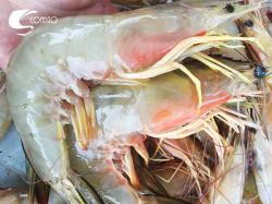 Tôm he biển - tươi / kg